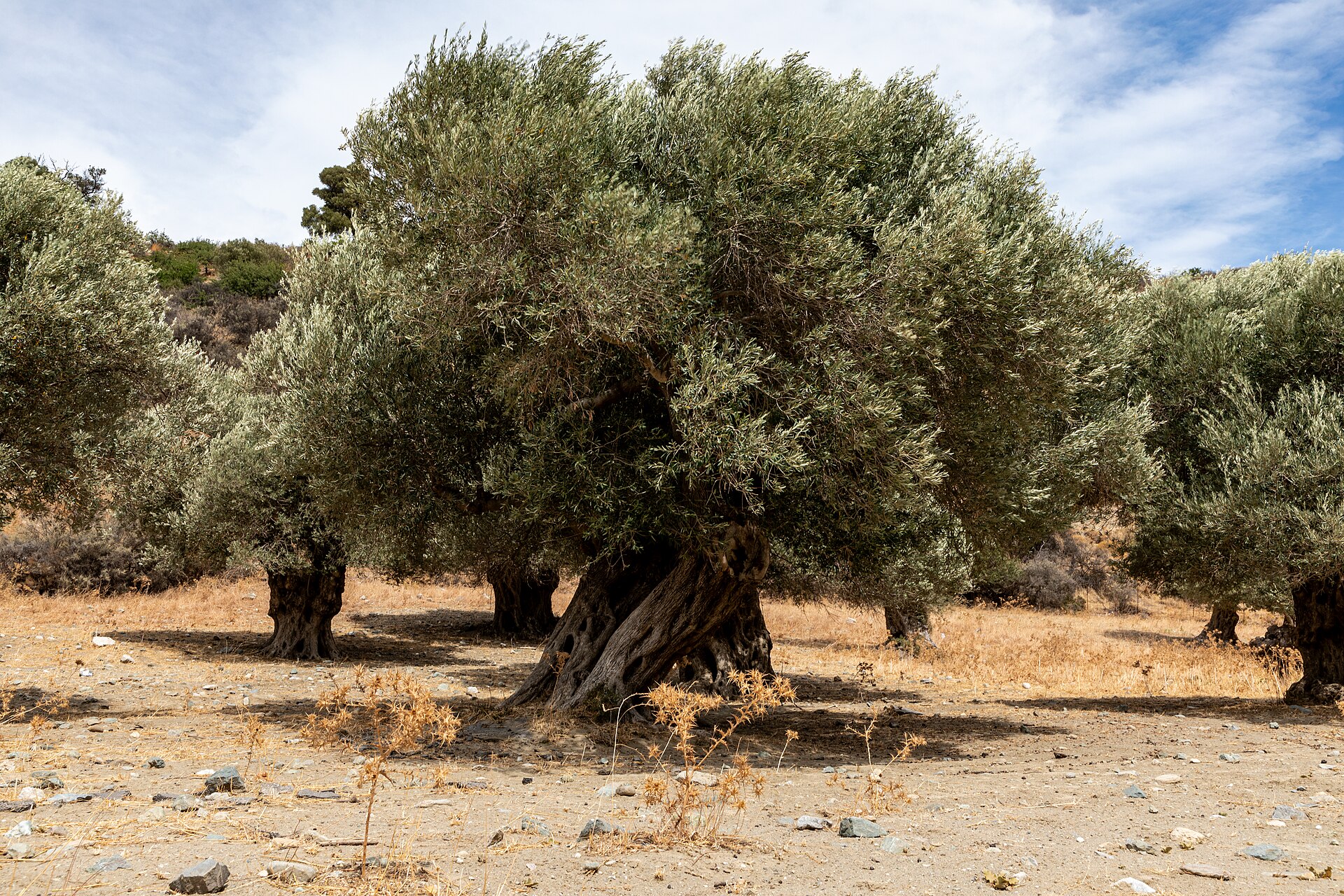 Cretan olive oil experience — mill visits and tastings in Akrotiri olive country